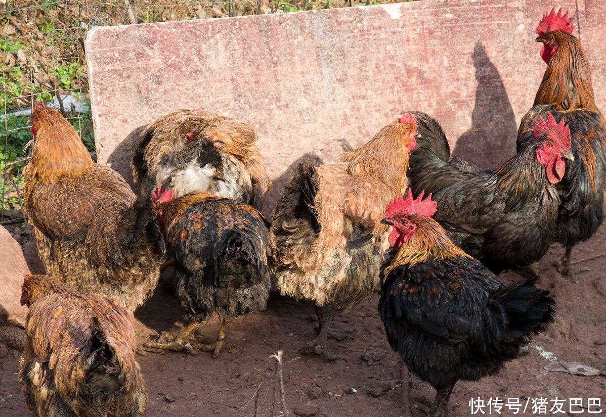 麻雞價格今日行情，友情與陪伴的溫馨故事同步播報