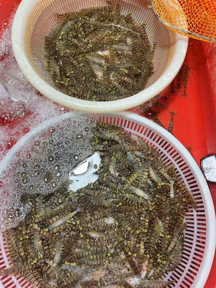 今日蝦價走勢，乘風(fēng)破浪，助力自我成長之路