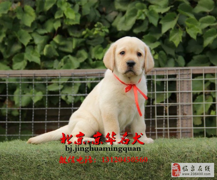 拉布拉多比賽視頻，活力與忠誠的展現(xiàn)