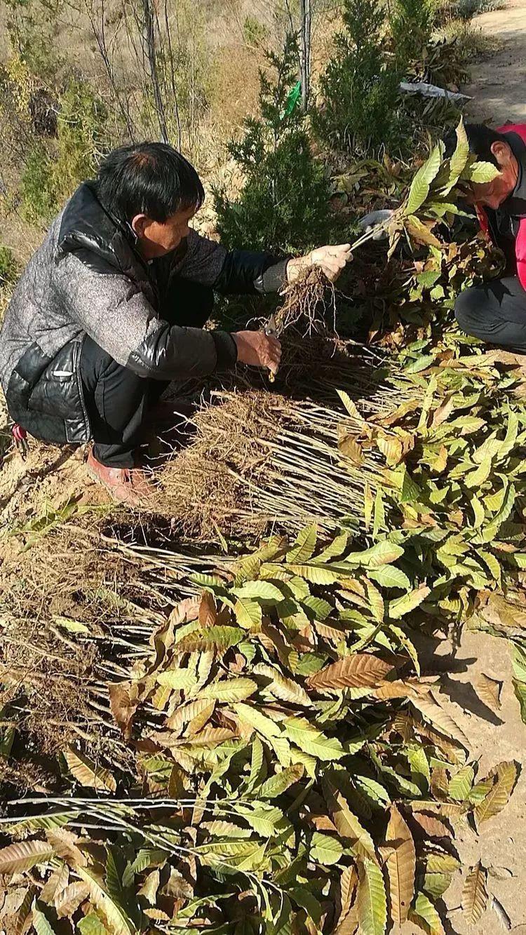 茅栗鎮(zhèn)公路最新動(dòng)態(tài)，一路前行，助力未來學(xué)習(xí)與成長(zhǎng)之路
