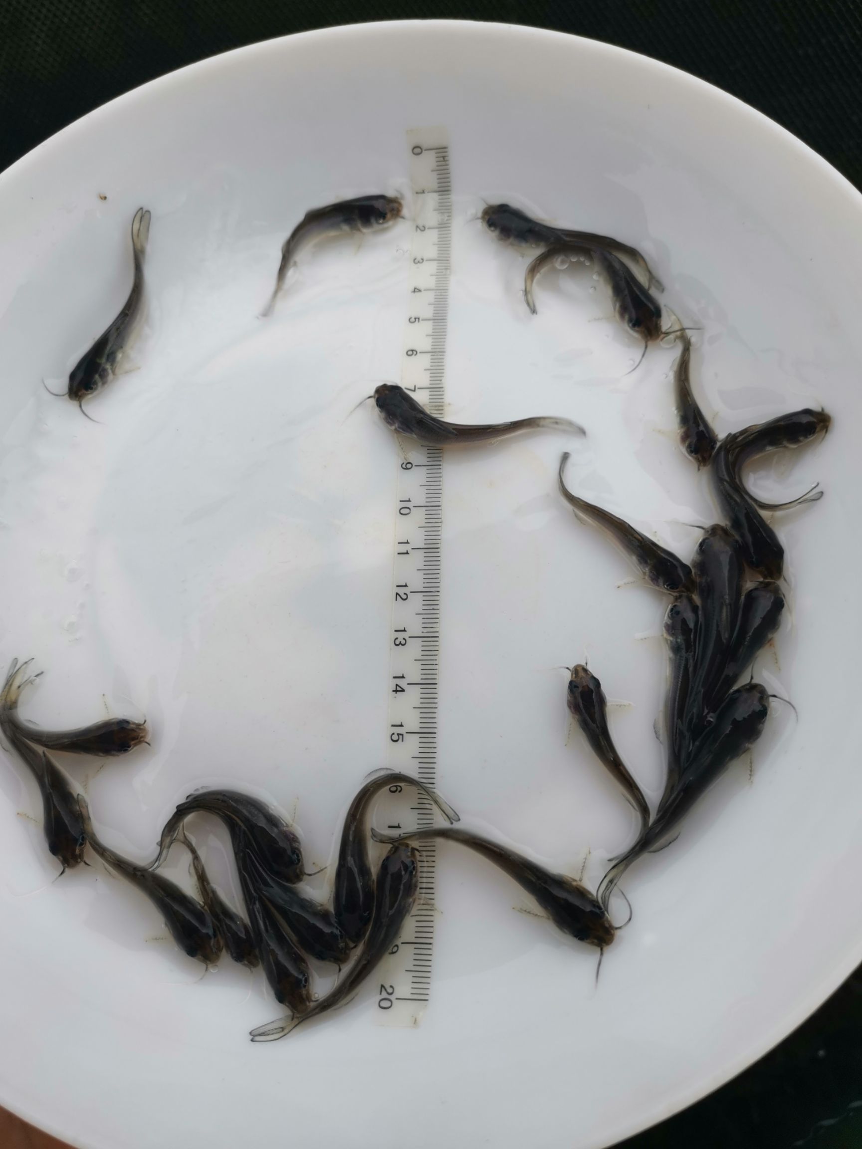 鮰魚(yú)苗價(jià)格,鮰魚(yú)苗價(jià)格，市場(chǎng)分析、影響因素及趨勢(shì)預(yù)測(cè)