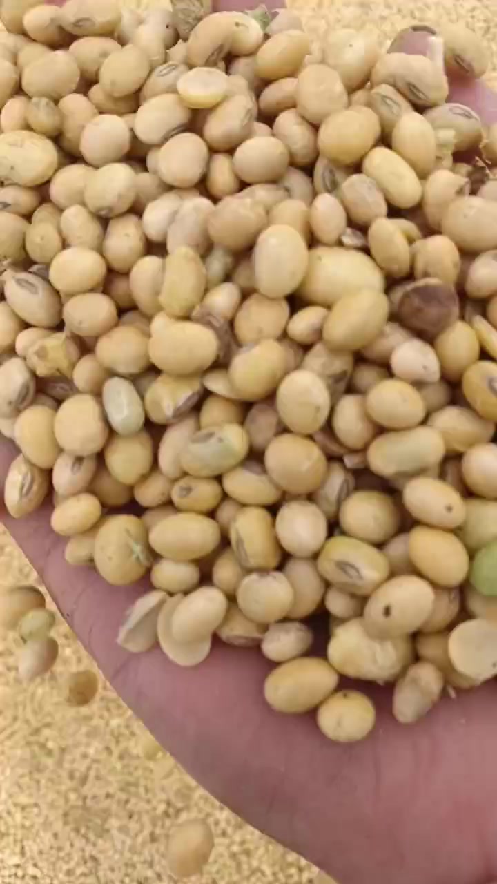 黑龍江大豆價格最新動態(tài)更新