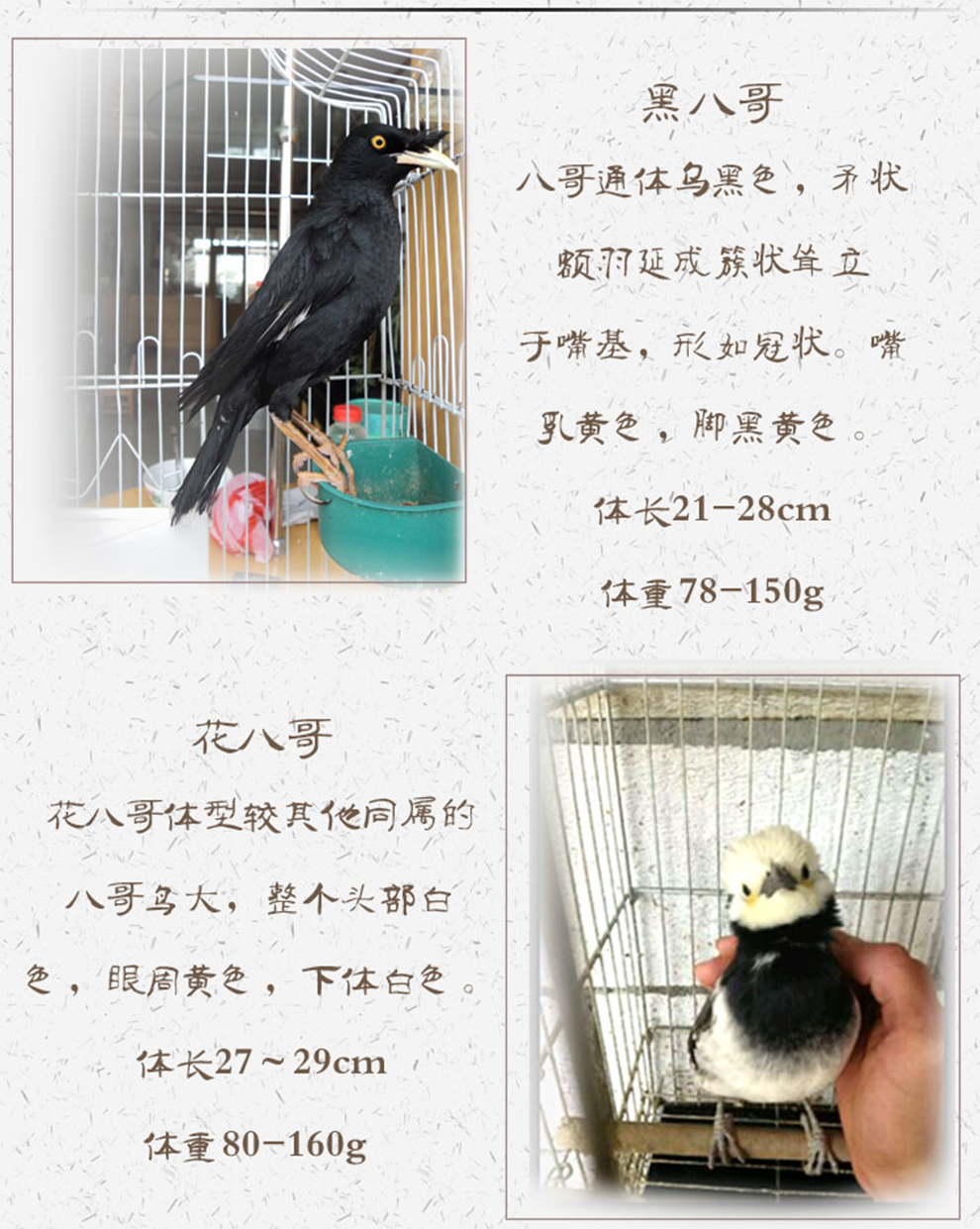 八哥價(jià)格詳解，購(gòu)買指南與考慮因素全解析