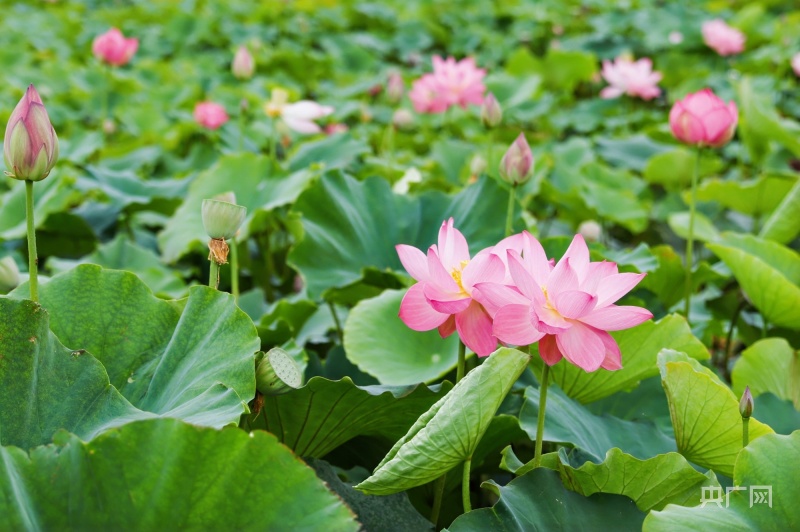 第55頁